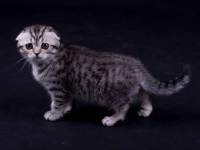 Продам шотландского вислоухого котенка вискасного окраса, черное пятно